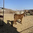 للبيع تيس