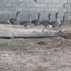 الوز