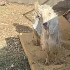 عنز تامه مع التيس حليب