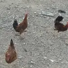 دجاج وديوك فرنسية
