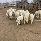 رخال للبيع