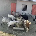 معزا مقنا كفو