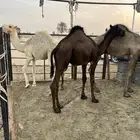 حشو