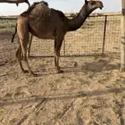 للبيع بكره صفراء