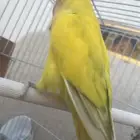 جوز روز أليف نتج