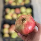 رمان طائفي من مزرعتي الخاصة بأبها