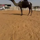 خلفه هديه مسوح