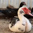 بط مصري بياض العمر متفاوت من سنه واكبر