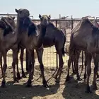 حشو قعدان قصب