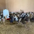 صيصان بلدي وفيومي العمر شهرين وطالع