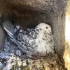 حمام مشكل فاخر سوبر جانبو