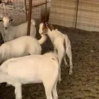 تيوس بيشي