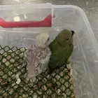 4 فروخ روز للبيع