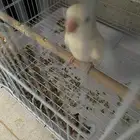 روز مايترف عض بس خواف