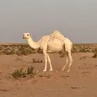 وضحى لقحة على بعير رماني على رمان ابو يد