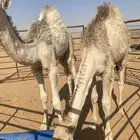 قعدان