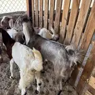 4 جفرات للبيع كفو كفو