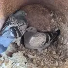 متوفر فروخ حمام