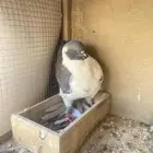 حمام
