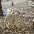 طلى حرى شحم ( تم البيع )