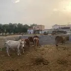 خمس بقر مع اولدها شي بياض وجه