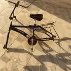 بدي رامبو