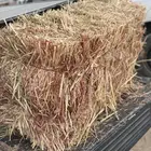 ذرة جيزانيه الشد 85