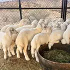 بهم تربيه