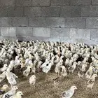 صوص بلدي عدد 12 الف