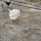 دجاج رومي