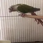 كنيور للبيع واغراض مطير