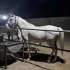 فرس شعبيه شيخه
