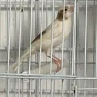 كناري اعمار خمسه شهور