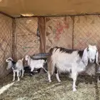 عنز متبع للبيع