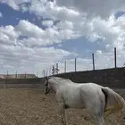 معانا حصان شعبي للبيع أقبل قطوع وكاش الحصان ويصلح للمبتدئي