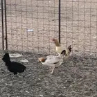 دجاج بياض للبيع العدد 5 الموقع الغزاله صحه شرط ديك واحد