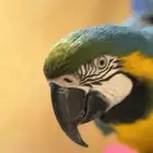مكاو