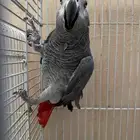 ذكر كاسكو منتج