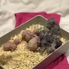 فروخ روز وردي