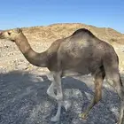 للبيع بكره جذعه نظيف علا شرطه ويوجد مقطع فديو