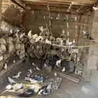 حمام مشكل لبيع