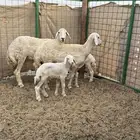 ضان مقاني