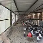 دجاج فيومي للبيع