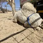قعود بلدي علا أمه