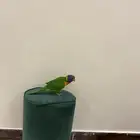 بغبغا لوري اليف ولعوب جدآ