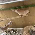 يمام ياكريم هولندي قماري