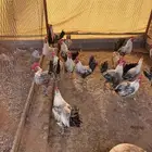 ديك