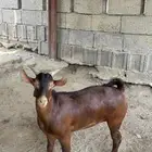 تيس بلدي ماشاءالله تبارك الله