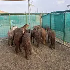 طليان سواكني حمري طيبة