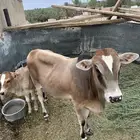 ثور للبيع